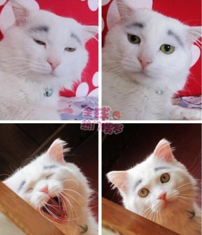 1106201916b3edad71b59a7f3d.png
